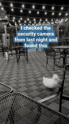 Duck Running #10 (viral tiktok)