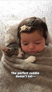 Now THAT'S how you do nap time! 😻🥰😴 #Kitten #Cat #CatLovers | Try Not to Laugh