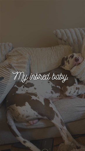 Understanding Inbreeding in Great Danes: Important Insights