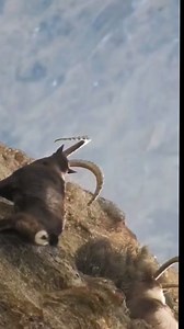 Himalayan ibex got hunted in Second attempt 😱 Hunza valley #HimalayanIbex** #WildlifePhotography** #MountainWildlife** #Ibex** #Himalayas** #NatureLovers** #WildlifeConservation** #HighAltitudeWildlife** #NaturePhotography** #EndangeredSpecies** #MountainEcosystem** #WildlifeOfInstagram** #ExploreTheWild** #ConservationEfforts** #HimalayanAdventures | Hunza Travelopedia