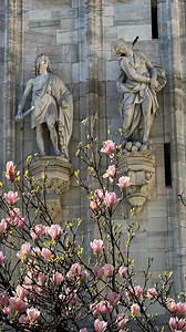97K views · 109 reactions | Magnolia blooms in Milan ✨ Locations: - Giardini Renata Tebaldi - Via Ariosto, 3 - Duomo Cathedral - Porta Venezia | Kuleshova Yuliya | Facebook