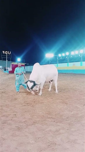 Cattle Farm