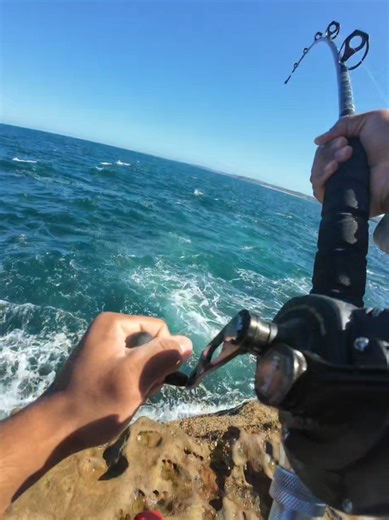 Live Bait Fishing for Kings and Sharks in Sydney