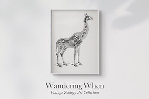 Vintage Illustration of a Giraffe Skeleton - Etsy