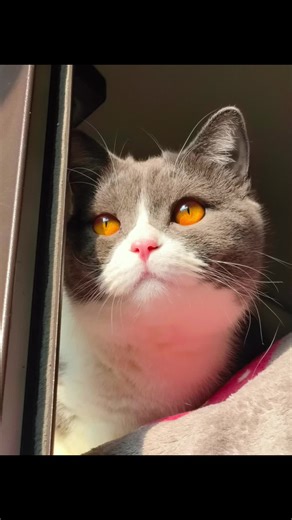 Ruby‘s PP&Pixar on TikTok