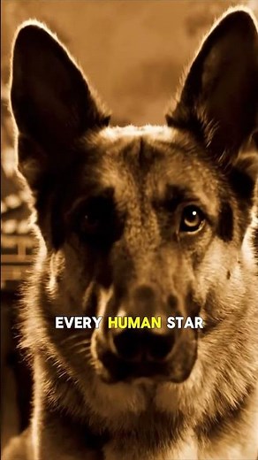 Rin Tin Tin: The Dog That Saved Warner Bros! 💥