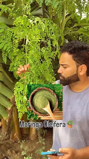 🌿✨ Moringa — The Miracle Tree! 🌿 In this video, I’m sharing the amazing benefits of Moringa plant and Moringa water 🌱💧— from boosting immunity, improving skin glow, aiding digestion to balancing sugar levels naturally! 🌼 Add this green powerhouse to your daily routine and feel the difference 🌿💪 #MoringaMagic #MoringaBenefits #MoringaWater #HerbalHealing #PlantPower #NaturalRemedies #HealthyLifestyle #GreenGoodness #ImmunityBooster #SuperFood #Ayurveda #OrganicLiving #NatureCure #HolisticH