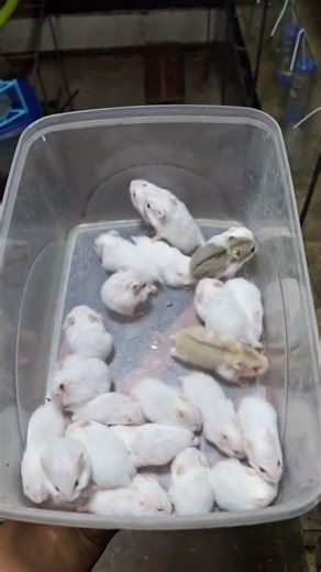 hedgehog hamster sugarglider mice coktaile finch dog cat conure love eranakulam edappally 9746697265