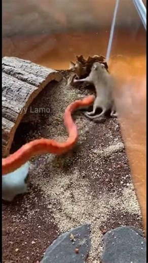 corn snake vs large field mouse #fieldmouse #cornsnake