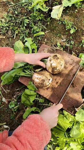 Planting turnips results Tutorial #farming #shorts