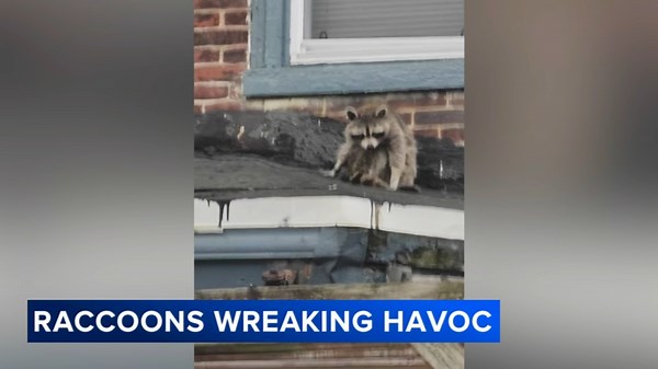 Neighbors in Southwest Philadelphia call for action as raccoon problems persist