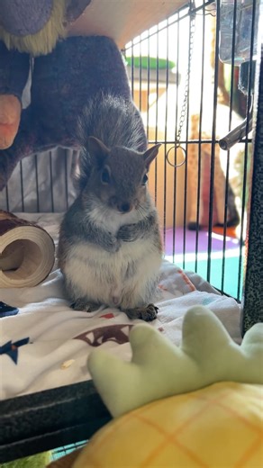 Baby Squirrel Getting Ready to Play