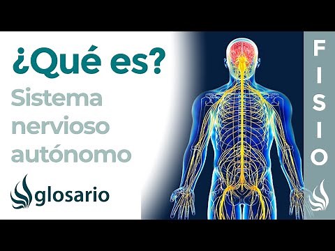 AUTONOMIC NERVOUS SYSTEM | What it is, how it works, parts, what it controls, and injuries