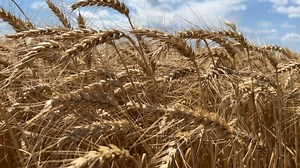 Ohne euch wären wir nicht dort, wo wir heute sind. Vielen Dank, dass ihr Teil unserer Reise seid! 💙 👉Unsere Testimonialreihe geht weiter 💪💪💪 Daniel Schliefelner aus Großkrut im Weinviertel fährt seinen Weizen jetzt schneller ein. Mit seinem LEXION 8800 erntet er in einem Tag rund 50 Hektar ab: „Wir sind sehr zufrieden, denn die Ernte verläuft reibungslos. Die Maschine arbeitet zuverlässig und die Druschqualität ist sehr gut.“ Der 8800 ist aber nicht nur schnell, sondern auch ein sparsamer D