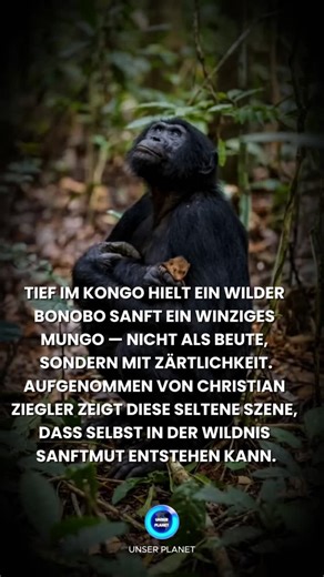Unser Blauer Planet on Instagram: "Im Herzen des Kongobeckens entfaltete sich ein seltener, stiller Moment. Ein junger Bonobo, frei im Regenwald lebend, wurde dabei beobachtet, wie er vorsichtig ein junges goldenes Mungo hielt — nicht, um ihm zu schaden, sondern um es in seinen Händen zu wiegen. Diese außergewöhnliche Begegnung fand in der Nähe der Forschungsstation LuiKotale in der Demokratischen Republik Kongo statt und wurde von Fotograf Christian Ziegler festgehalten. Ziegler’s Foto erhielt 
