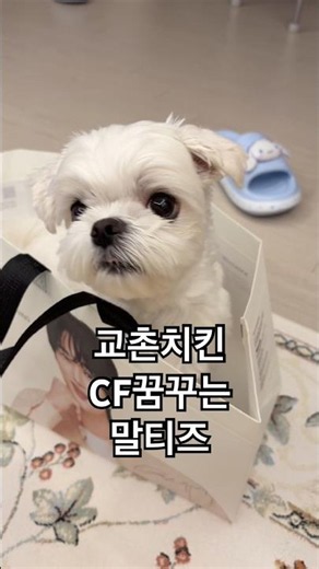 교촌치킨 좋아하는 말티즈 #댕스타그램 #강아지 #애견영상 #박까까 #반려견 #강아지일상 #강아지브이로그 #말티즈 #cutedog