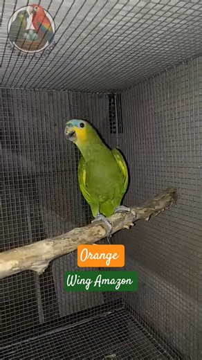 Orange Wing Amazon Parrot 🦜 #amazon #shorts #shortsfeed #shortsvideo ‪@TBN‬