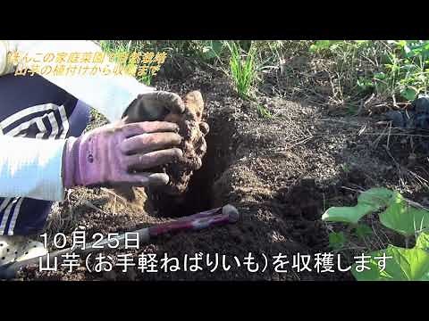 山芋の収穫を一緒に楽しんでください。山芋（お手軽ねばりいも）の栽培：植え付け～発芽～誘引～収穫。ぽんこの家庭菜園で自然栽培では、無肥料無農薬無堆肥で野菜を育てています。