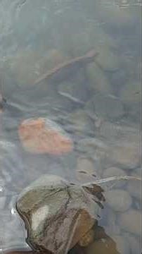 Batu Gambar #shorts #suiseki #stoneart