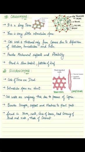 Tissue #class9 #biology ch 6 #notes #science #shorts