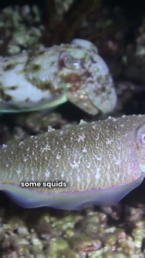 Facts you DID NOT know about SQUIDS! 🦑🦑