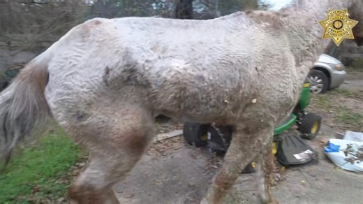 𝐁𝐚𝐫𝐧𝐲𝐚𝐫𝐝 𝐑𝐞𝐬𝐜𝐮𝐞 Our Animal Cruelty Unit, in coordination with the Houston Society for the Prevention of Cruelty to Animals, rescued 18 barnyard animals, including a horse, pony and miniature donkey who were suffering from neglect. Harris County Constable Precinct One and HSPCA investigators were accompanied by a veterinarian as they rescued the animals from a compound in Cypress They were seized from their owner on the grounds she was not properly caring for them. A criminal invest