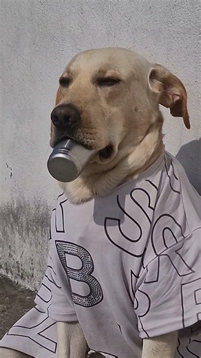 hello moti🤣 #foryou #fypシ #motivational #funnydog #labrador #youtubeshorts #shortsvideo