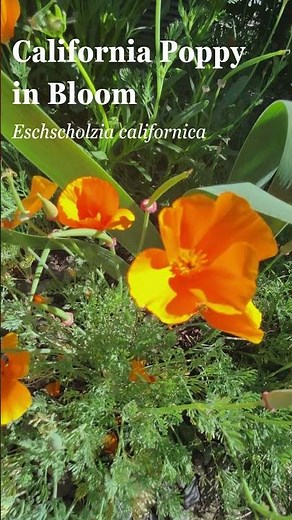 California Poppy in Bloom 🌿Eschscholzia californica #garden #poppy #flowers #shorts | Home Gardening
