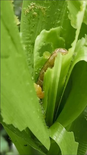 Put insecticide on the corn plant#nature