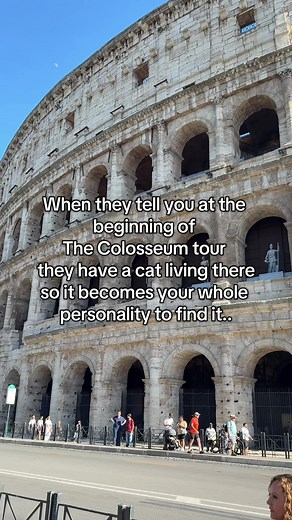 Discovering the Colosseum Cat Experience in Rome
