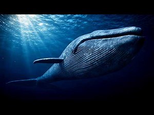 Real Blue Whale Sounds (8 Hours) | Whale Calls & Ocean Ambience for Deep Sleep