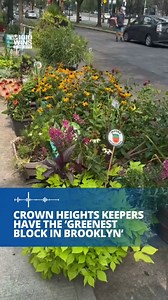 🌱 The "greenest block in Brooklyn" can be found in the heart of Crown Heights, where a community of renters came together to transform their stretch of Eastern Parkway, between Franklin and Bedford avenues, into a hub for plants and people. The Crown Heights Keepers won the honorific in the Brooklyn Botanic Garden's annual contest, beating out 10 other finalists from over 100 entries. President of the botanic garden Adrian Benepe said that this is the first time since the contest began in the 1