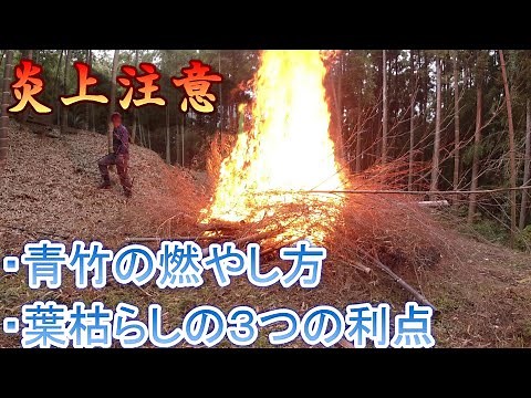 Bamboo grove maintenance [Beware of fires, how to burn green bamboo, and the three benefits of dr...