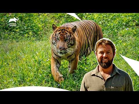 Forrest Galante Search for "Extinct" Javan Tiger | Extinct Or Alive S1 Ep 3,5,7 | Animal Planet