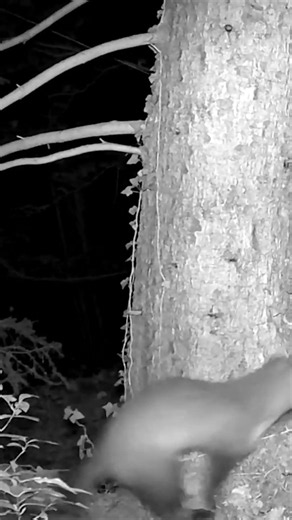 Rare Nocturnal Moments Caught on Camera #nature #wildlife #shorts