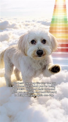 Scooby, you were THE BEST BOY! We love and miss you so much! 🐾 Create your custom AI pet tribute today → https://requests.tributetails.com 🌈 All Tribute Tails videos are created with personalized, custom AI prompts. #Rainbowbridge #petheaven #pettribute #petmemorial #bichonmix