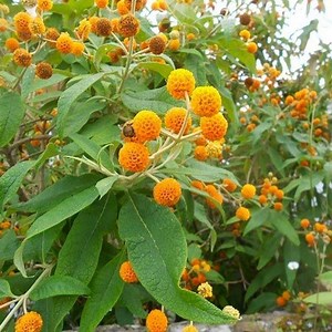Buddleja globosa - Alchetron, The Free Social Encyclopedia