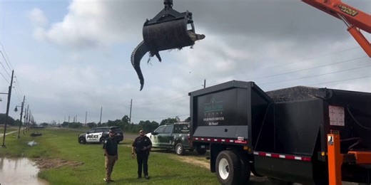 12-foot alligator hoisted out of ditch in Houston suburb: 'Great grab, guys!'