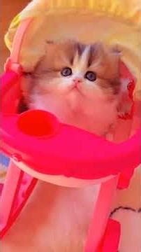 Just another day in the wild… 🦁😂 | Funny Zoo Pank