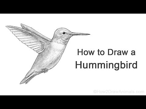 How to Draw a Hummingbird