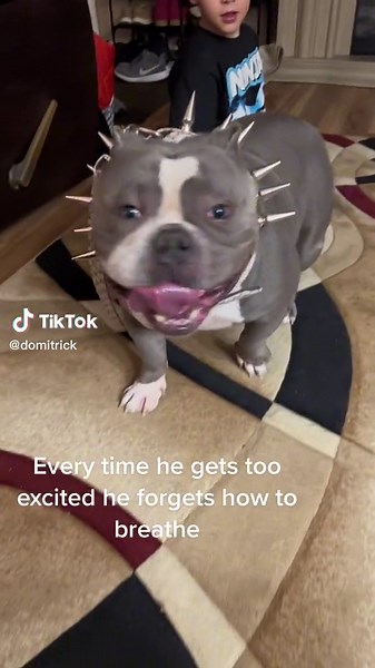 Dog Snoring While Awake: A Quirky Habit Explained