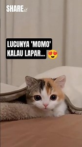 Begini lucunya si kucing imut Momo kalau lapar 😅 #kucinglucu #kucingimut #cat #pets