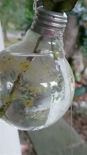 How To Propagate roses from the grocery store with a recycled light bulb