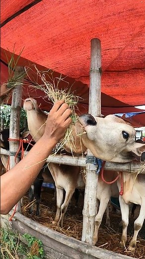 Cows Eating Grass by Hand 🐄🌿 | Feeding Cattle in the Farm | Real Farm Life