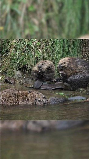 First Baby Beavers 🦫 Born in over 400 Years in This Scottish National Park!