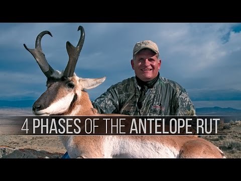 4 Phases of the Pronghorn Antelope Rut - How to hunt antelope