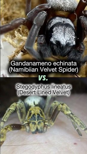 Which velvet spider is more beautiful?
