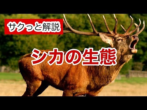 シカの生態【サクっと解説】