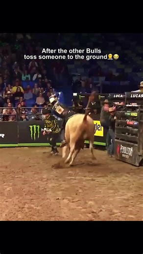 Bush Wacker: The Calmest Bull in Bull Riding