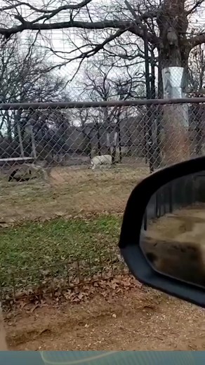 #funny smiling 😁😂 #donkey #ccfl7